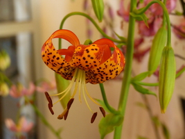 Foto: Dr. Peter Müller